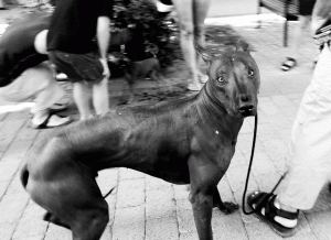 Scared Dog - To be in a scary place, feels unsharp, right?