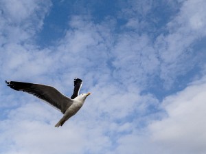 Som gatufotograf måste jag vara ständigt beredd, och ha min kamera färdiginställd. Bilden är taget en vårdag med mycket sol och kameran var satt på 1/1000 s. Döm om min förvåning att truten fastnade så perfekt, i en enda lång svepande kamerarörelse. En av mina personliga favoriter. 
As a street photographer, I have to be constantly prepared. My camera already set. The picture was taken on a spring day with a lot of sun, camera set to a thousands of a second. To my surprise that gull was caught perfectly, in one long sweeping camera movement. One of my personal favorites.